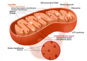 What is the role of ribosomes in protein synthesis? 2