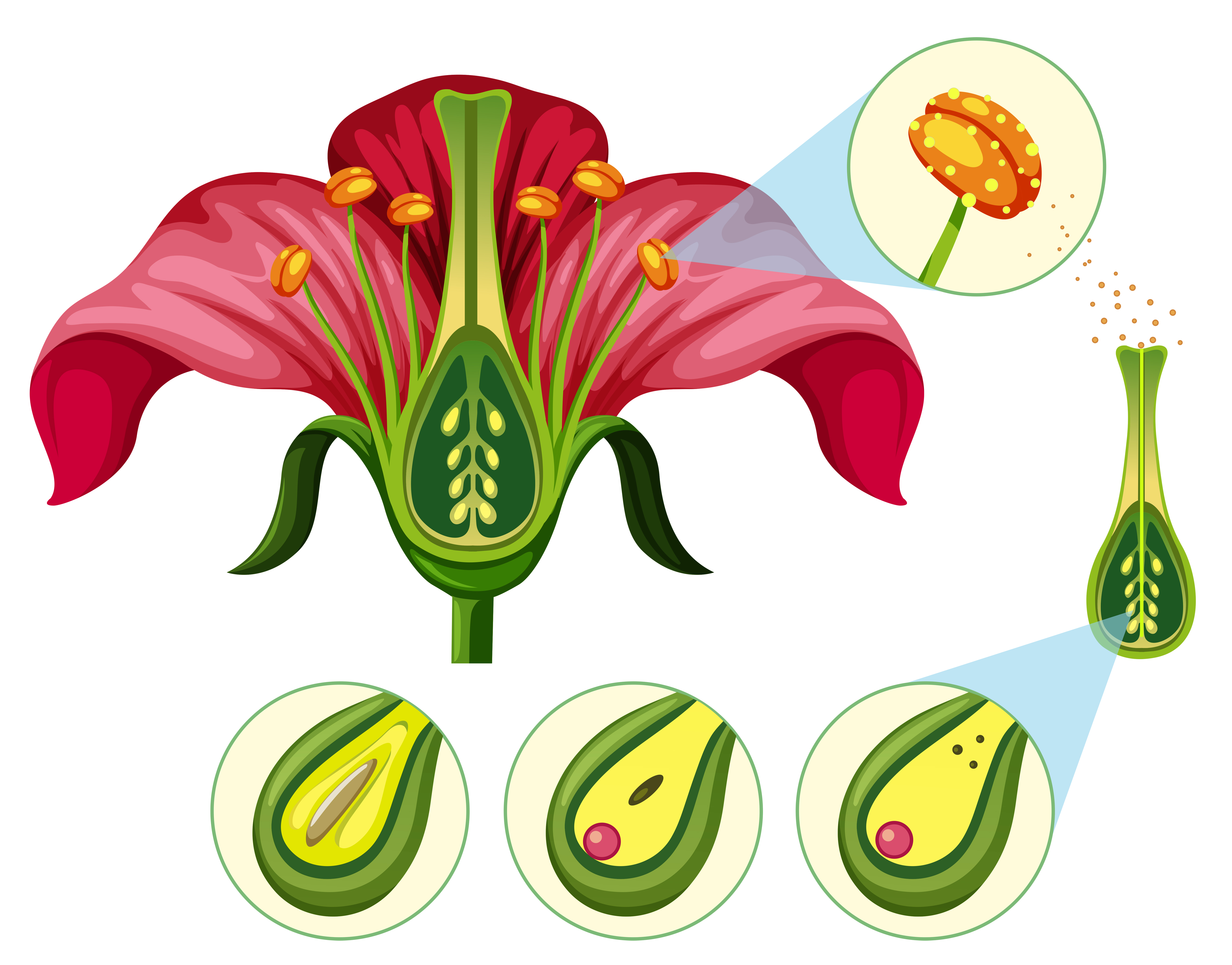 Explain the natural Methods of Asexual Reproduction. 1