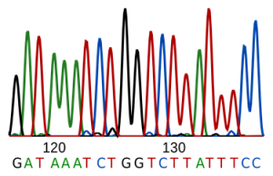 Explain DNA sequencing techniques. 2