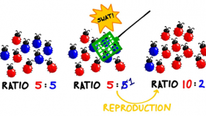 Explain the concept of Genetic drift? 2