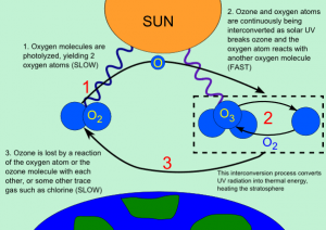 What are the three forms of oxygen in the Ozone-Oxygen Cycle? 2