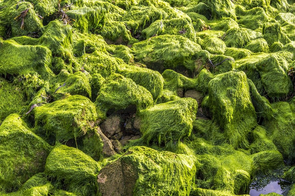 What causes algae? 2