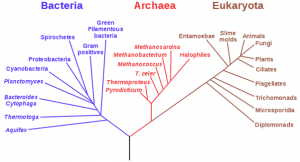 Define Phylogenetic Trees. 2