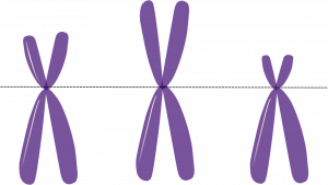 What are autosomal traits? 2