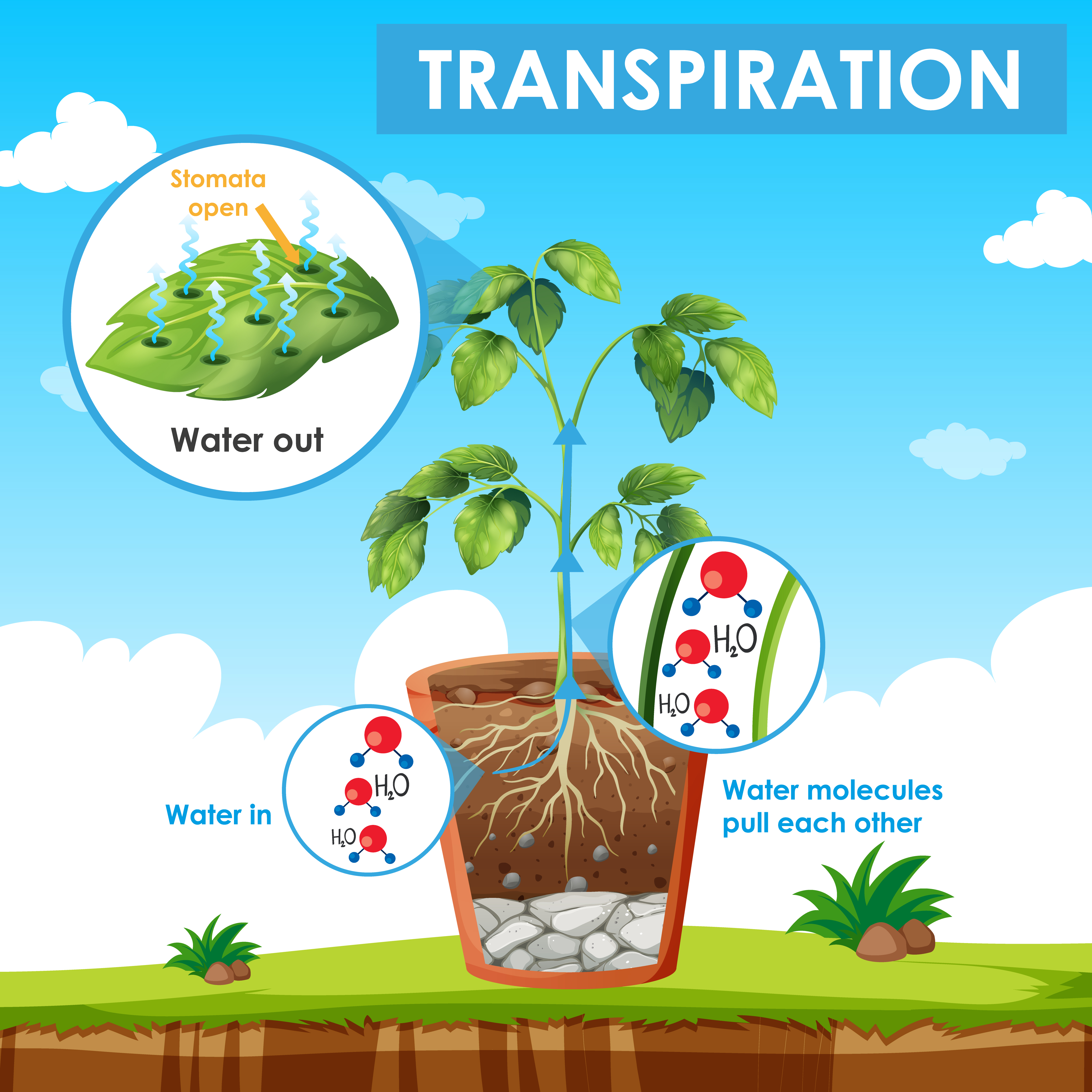 What is the effect of temperature on the rate of photosynthesis? 1