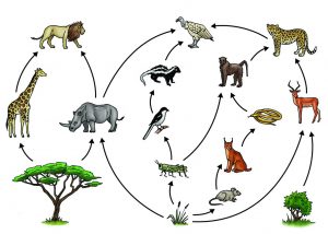 Explain the difference between food chain and food web. 2