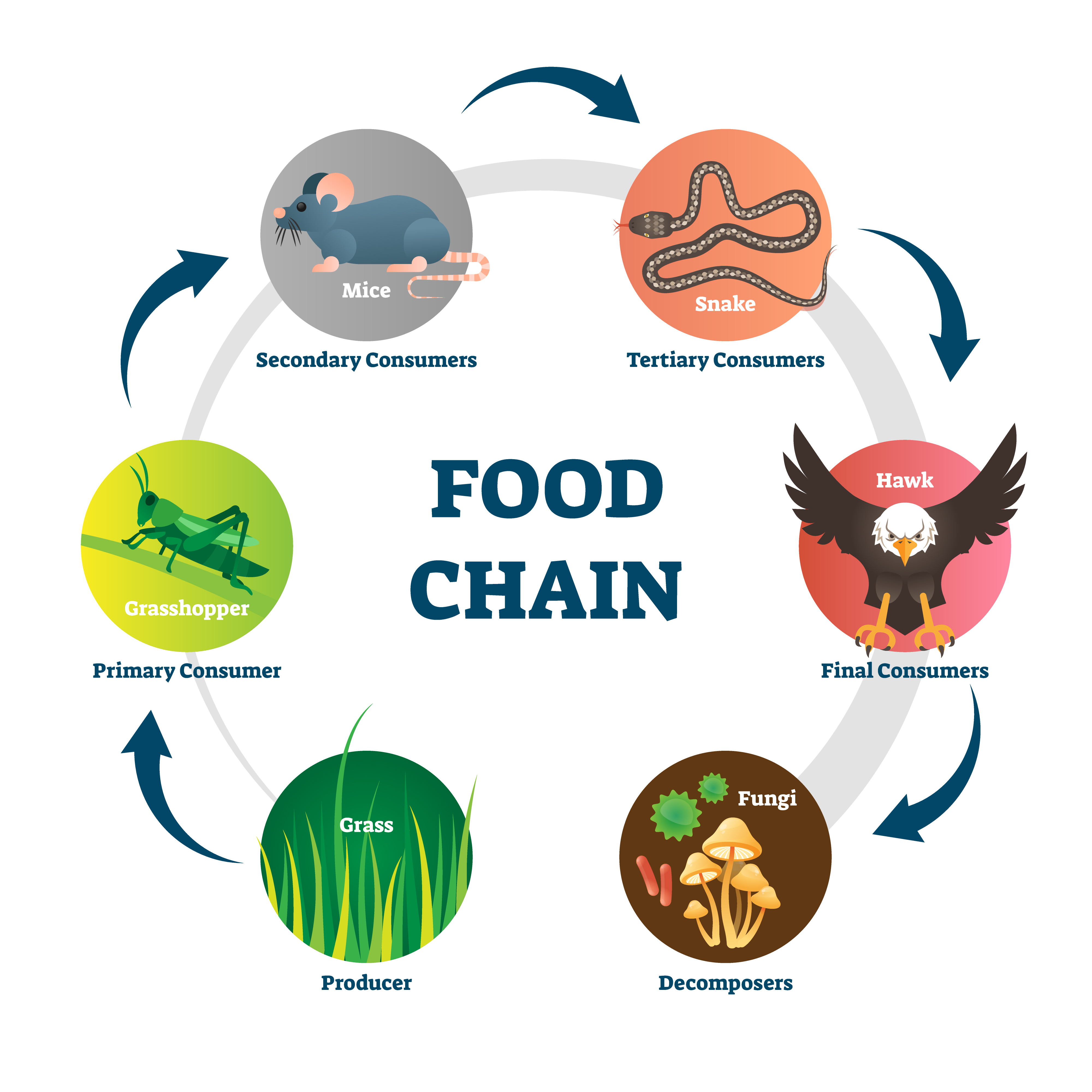 consumers food chain clipart