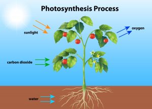 What is the effect of temperature on the rate of photosynthesis? 2