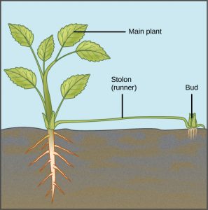 Explain the natural Methods of Asexual Reproduction. 2