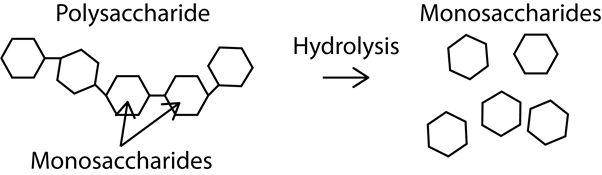 Explain the concept of Hydrolysis. 2