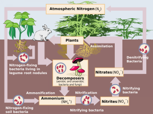 How do human affect the Nitrogen cycle? 2