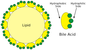 Explain briefly about Lipids. 2